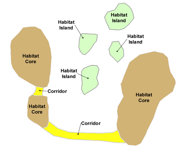 Figure 2 - Conceptual Illustration of Habitat Patches as Cores, Corridors and Islands